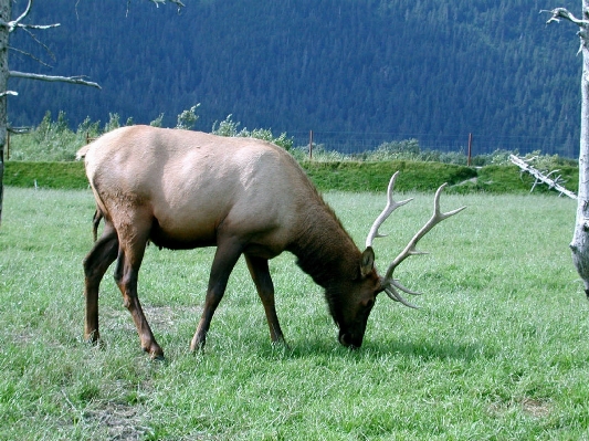 Nature meadow prairie game Photo