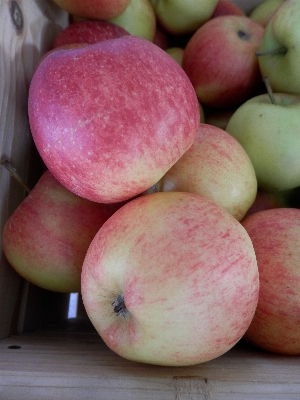 Apple 自然 植物 水果 照片