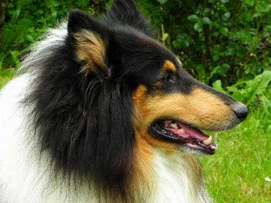 View dog animal collie Photo