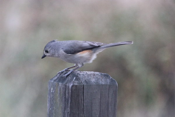 Nature winter bird wing Photo