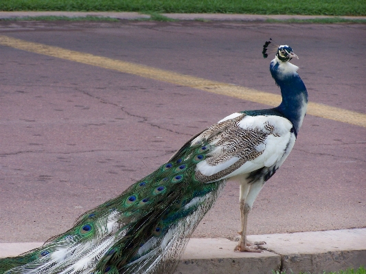 Foto Alam hutan burung putih