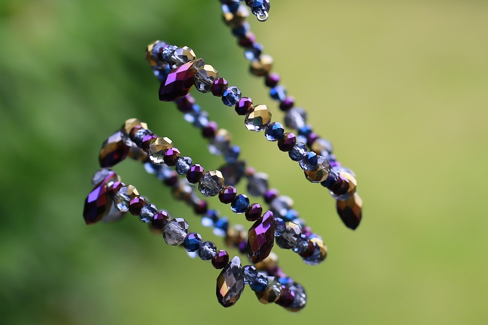 Naturaleza planta fotografía hoja