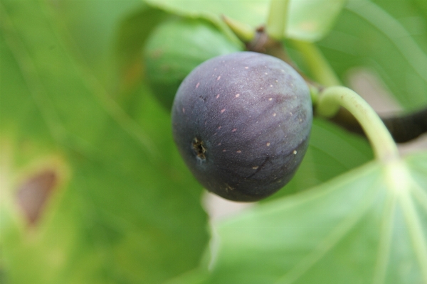 Tree nature branch plant Photo