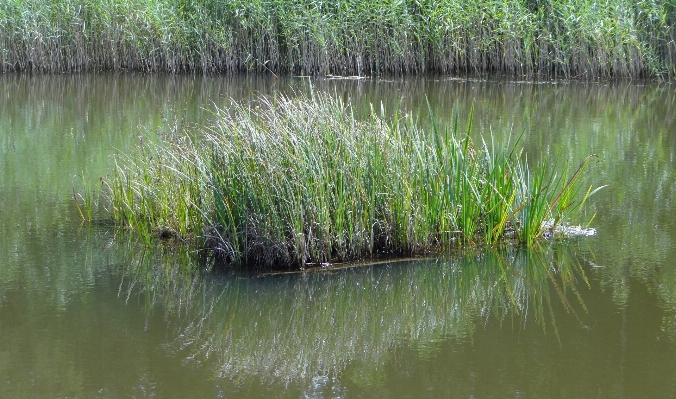 Zdjęcie Krajobraz woda natura trawa