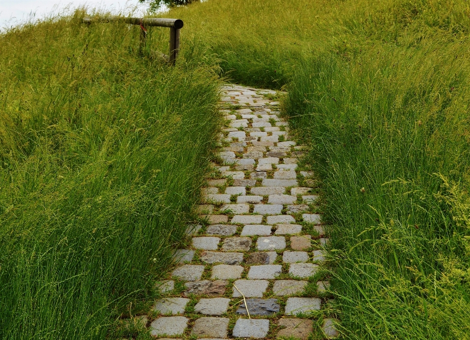 Nature path grass plant