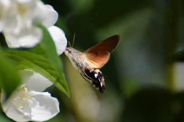 自然 羽 写真撮影 花 写真