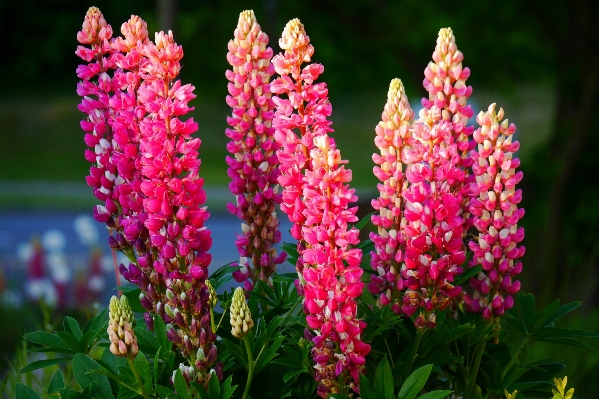 Nature plant meadow flower Photo