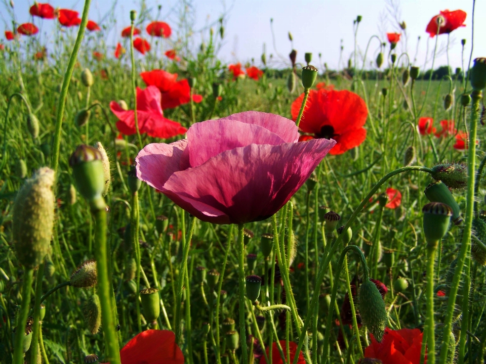 Grass plant field meadow