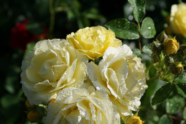 Nature blossom plant flower Photo