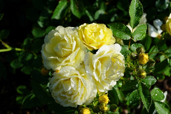 Nature plant flower petal Photo