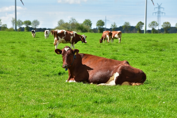 Landscape grass field farm Photo