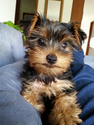 Foto Silla perro mamífero azul