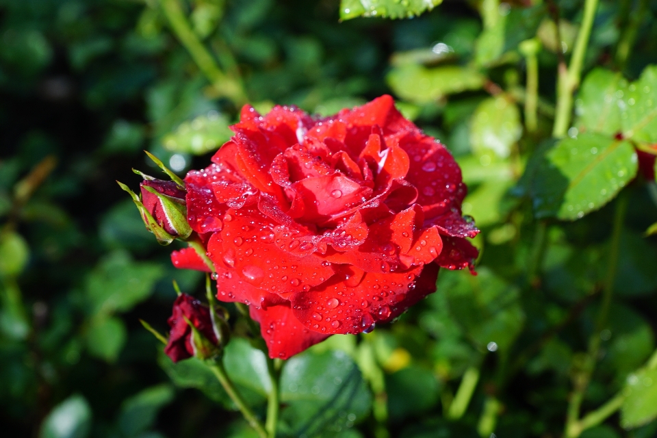 Nature plant flower petal