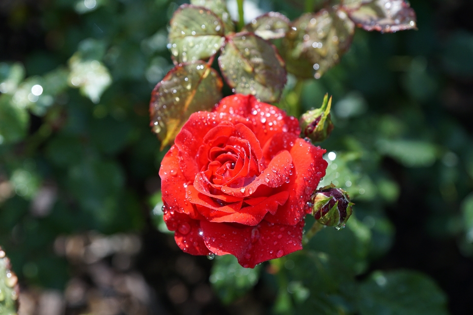 Natur blüte anlage blume