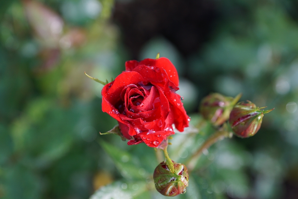 Natura fiore pianta foglia