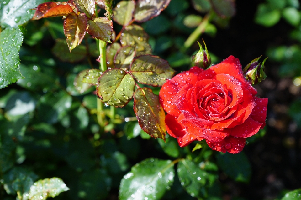 Natur anlage blatt blume