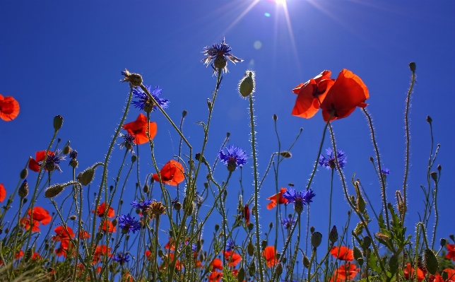 Landscape nature blossom light Photo