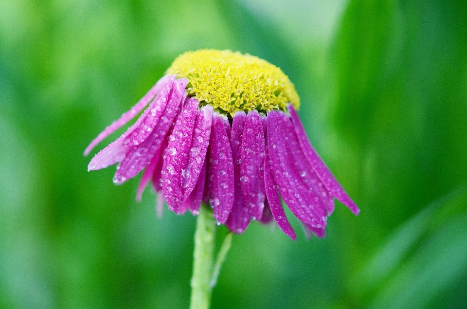 Paesaggio natura erba pianta