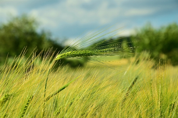 Nature grass plant sky Photo