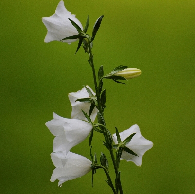 Nature blossom plant white Photo