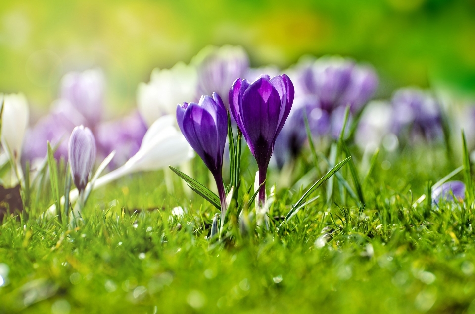 Natura erba all'aperto fiore