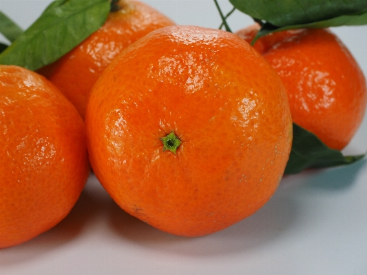 Plant fruit orange food Photo