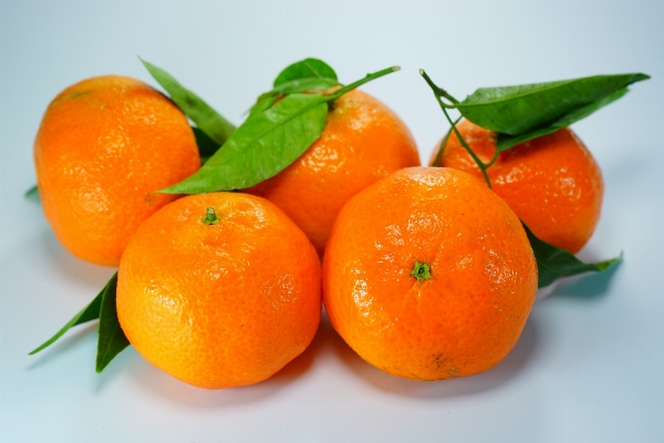 Plant fruit orange food Photo