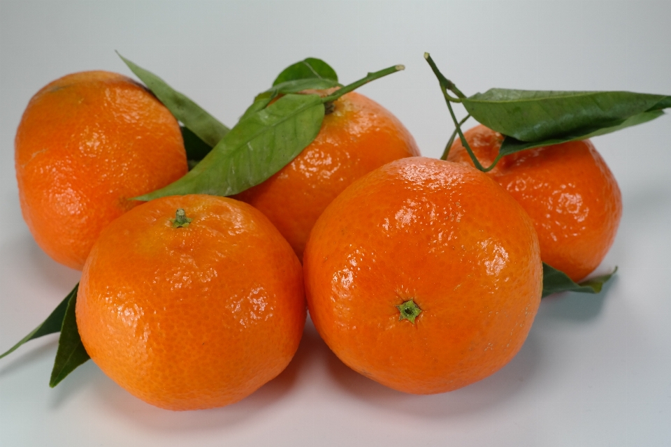 Anlage frucht orange essen