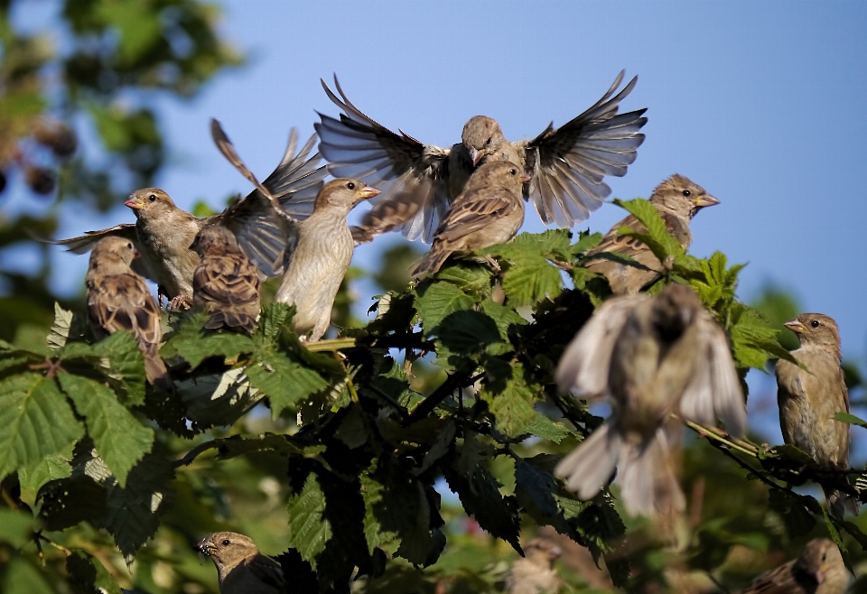 Natura ramo uccello ala