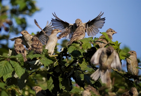 自然 ブランチ 鳥 羽 写真