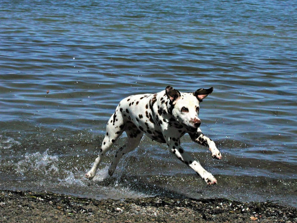 Water shore running dog