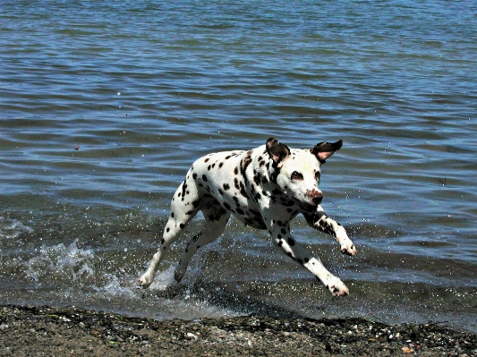 Water shore running dog Photo