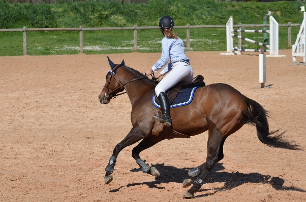 Jumping horse rein mammal Photo