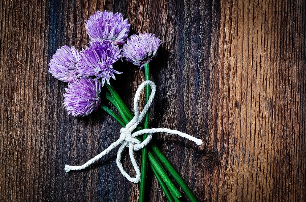 Branch plant wood flower Photo