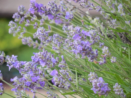 Nature blossom plant bunch Photo