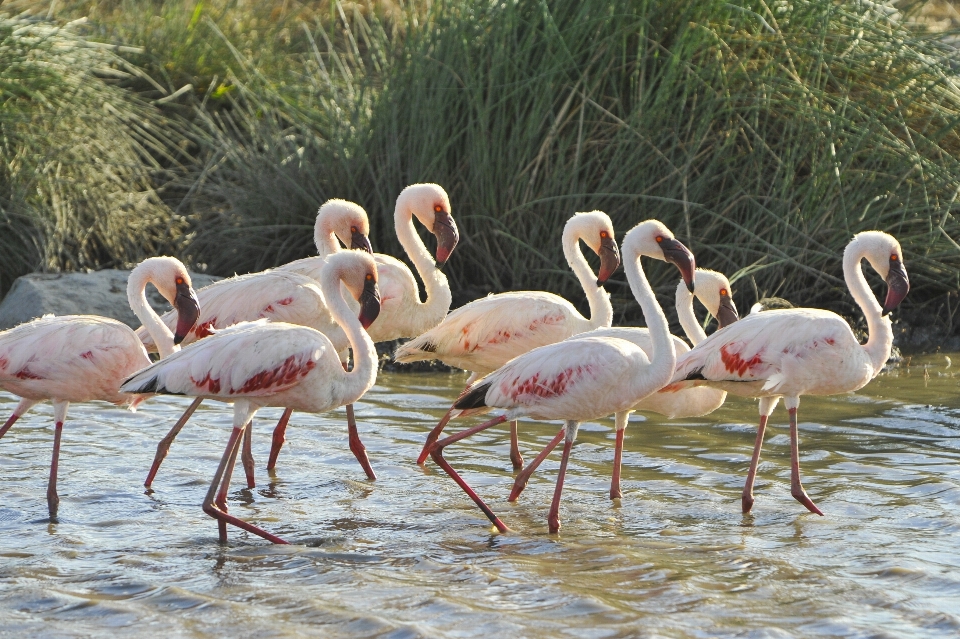 água natureza região selvagem
 pássaro