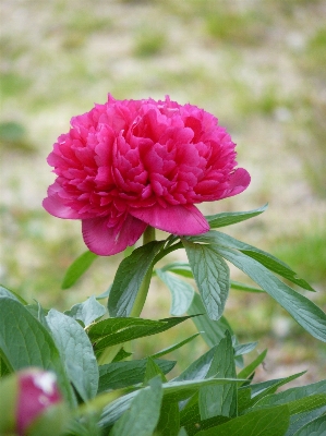 Plant flower petal botany Photo