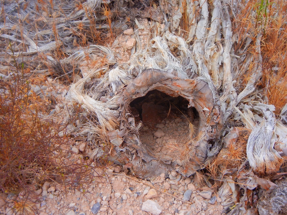 Tree branch wood texture