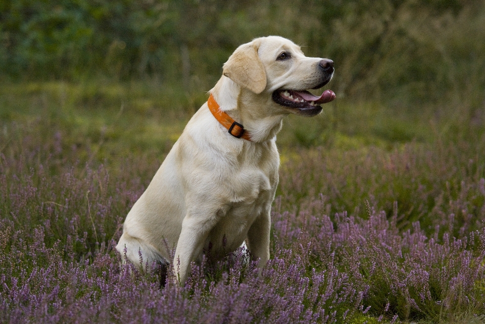 Puppy dog mammal vertebrate