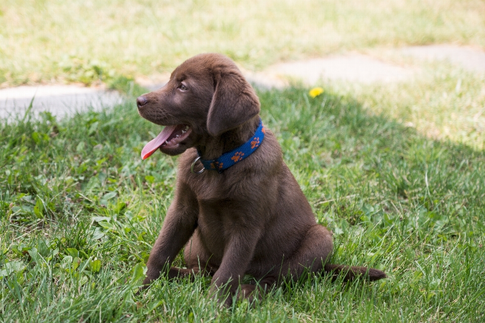 Welpe hund säugetier schokolade