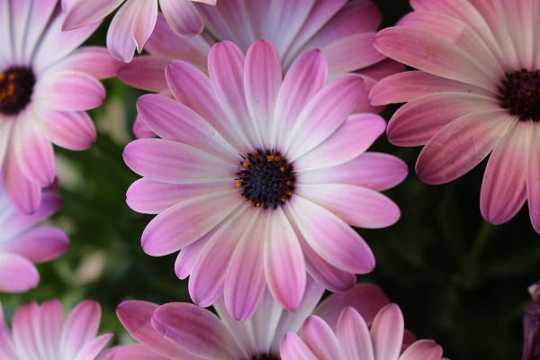 Nature blossom plant flower Photo