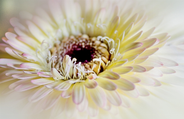 Blossom plant white photography Photo