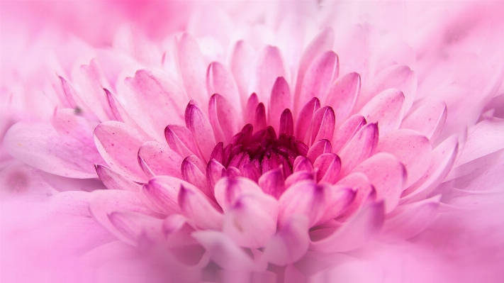 花 植物 写真撮影 花弁 写真