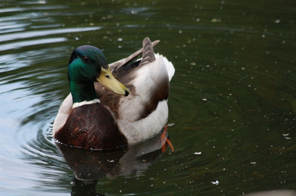 Water bird wildlife wild Photo