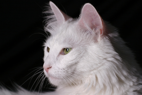 White pet fur portrait Photo