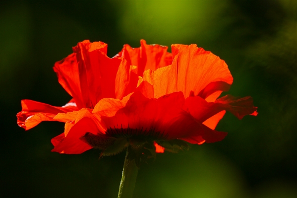 Nature blossom plant photography Photo