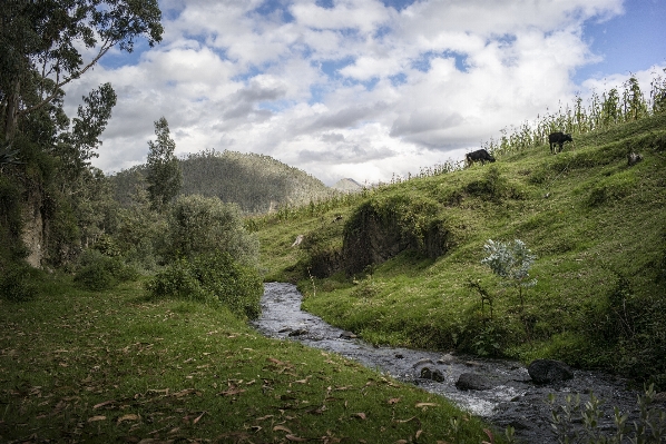 Landscape tree water nature Photo