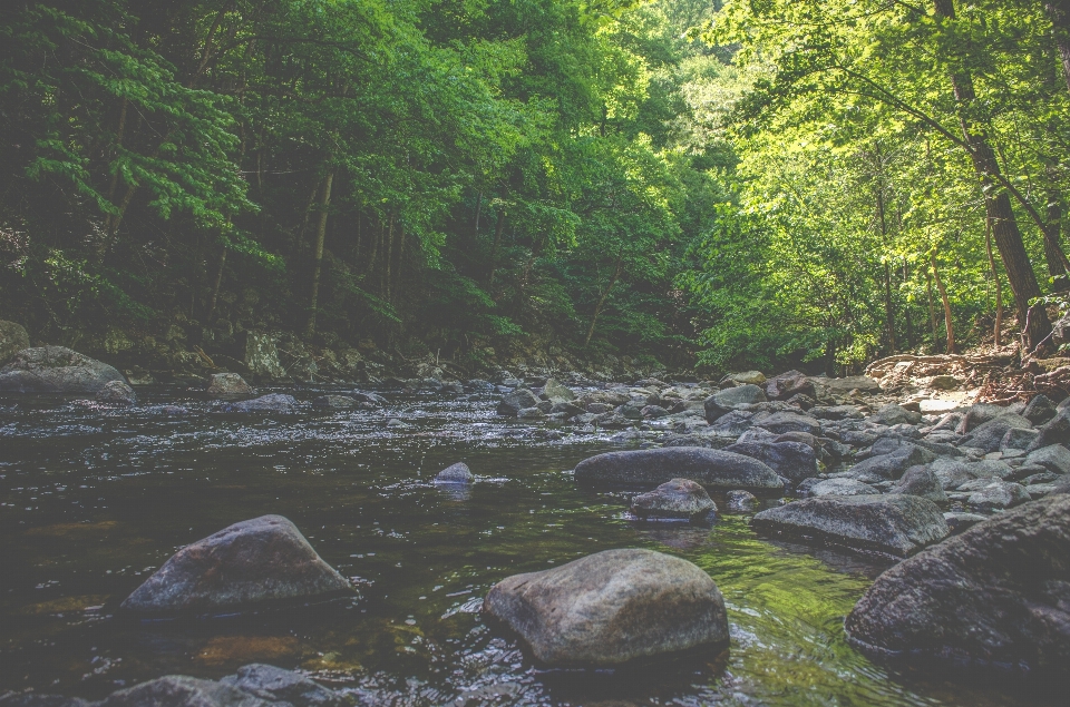 Water forest outdoor rock