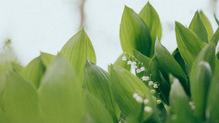 Nature grass outdoor blossom Photo