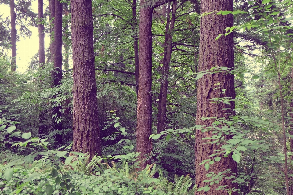 Drzewo natura las na wolnym powietrzu